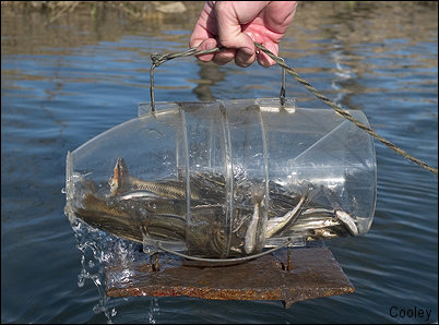 How to Bait and Use a Minnow Trap: 11 Steps (with Pictures)