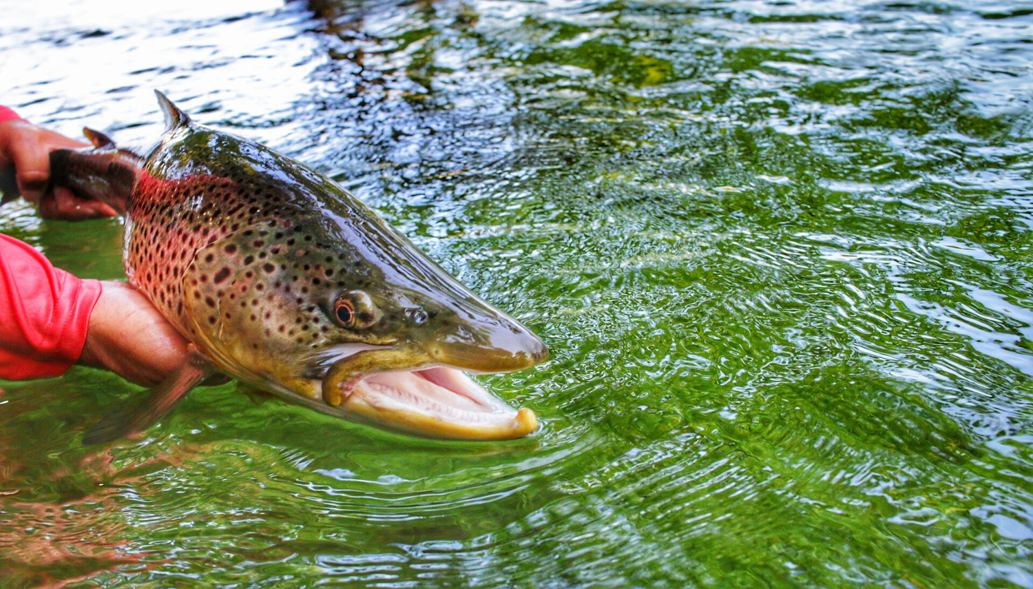 Guided Fly Fishing Trips - Dally's Ozark Fly Fisher