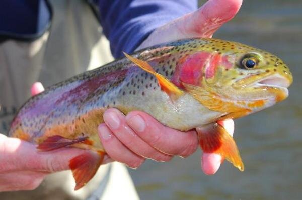 Norfork Tailwater Trout Fishing | Steve Dally Outfitters