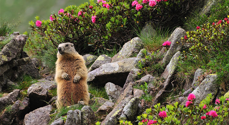 No Matter What the Groundhog Says, Here are 5 Reasons to Sell Before Spring.