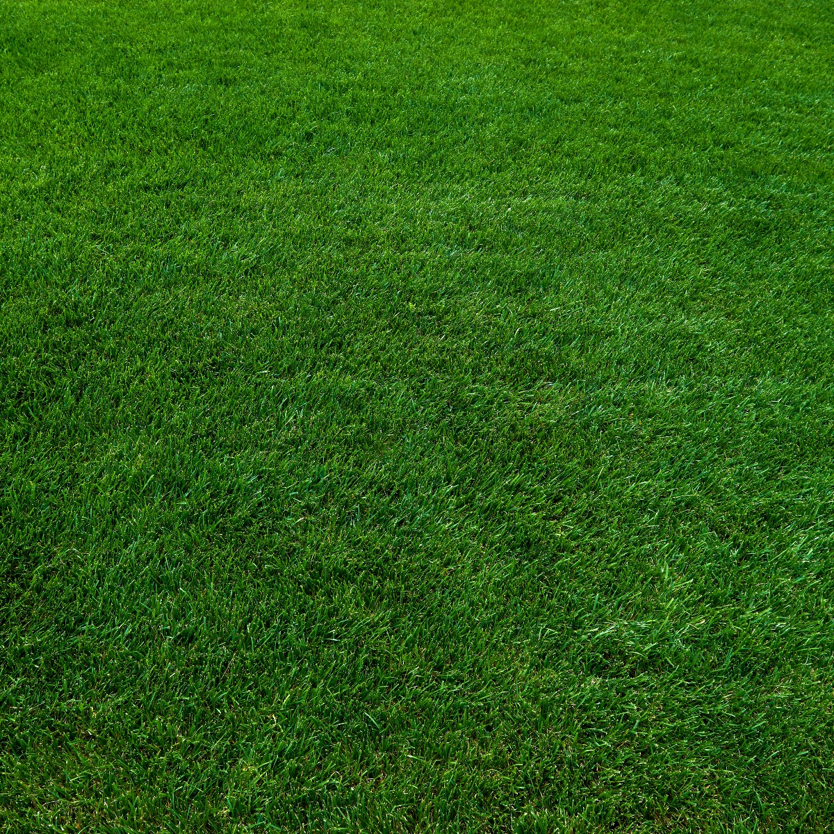 Why You Need Sharp Mower Blades – The Turfgrass Group Inc