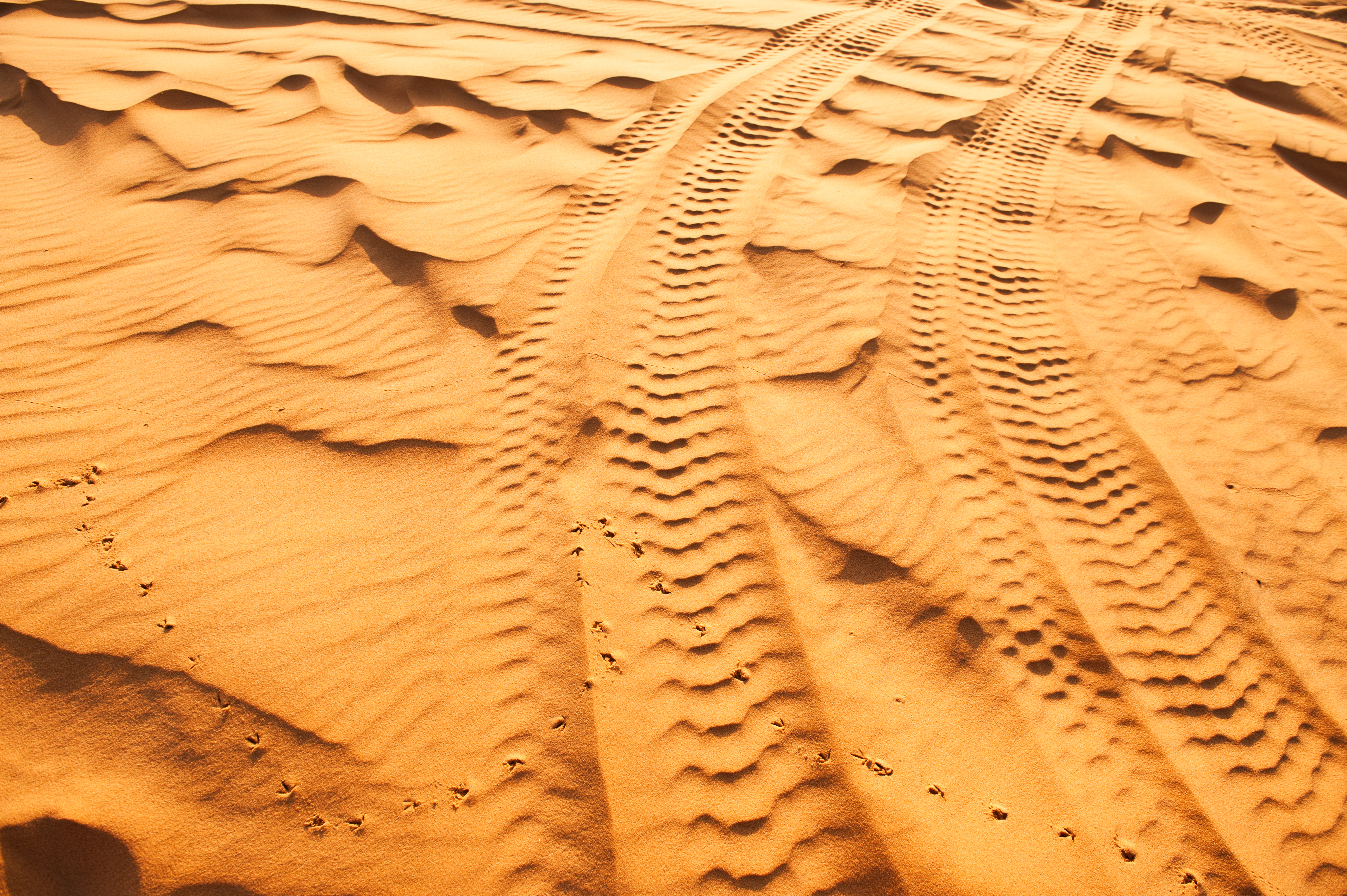 DUNE DAY vs. DOOMSDAY
